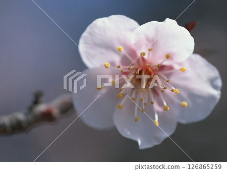 A detailed closeup of a beautiful white flower showcasing its vibrant yellow center, capturing the delicate petals perfectly in focus 126865259