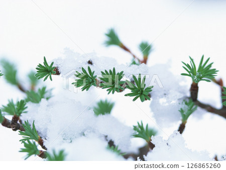 Dictionary of Materials Vol.146 Four Seasons. Japanese Flowers and Trees. High quality photo 126865260