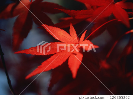 Dictionary of Materials Vol.146 Four Seasons. Japanese Flowers and Trees. High quality photo 126865262