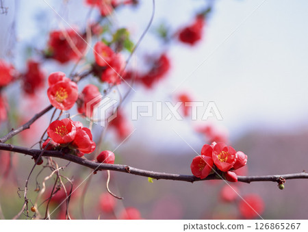 A beautiful tree branch adorned with vibrant red flowers blooming on it, showcasing natures splendor in full bloom and color A beautiful tree branch adorned with vibrant red flowers blooming on it, showcasing natures splendor in full bloom and color 126865267