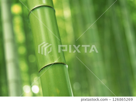 Dictionary of Materials Vol.146 Four Seasons. Japanese Flowers and Trees. High quality photo 126865269