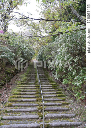 森林裡的300階梯 森林裡的300階梯 126865463