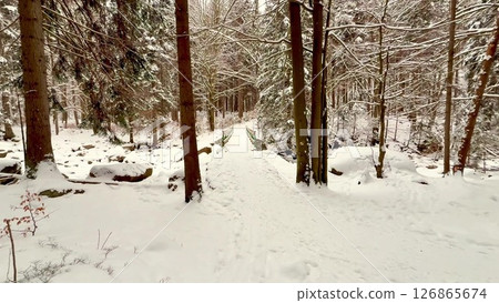 A Peaceful and Serene Winter Forest Pathway Completely Surrounded by SnowCovered Trees 126865674