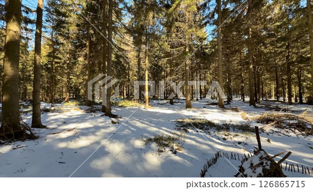 Stunning Snowy Forest Landscape Featuring Tall, Majestic Pine Trees in the Winter Season 126865715
