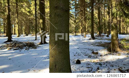 A winter forest with snowcovered ground and tall trees creates a serene atmosphere 126865717