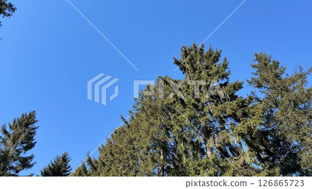 Lush Evergreen Trees Stretching Out Under a Vast and Clear Blue Sky, Embracing Nature 126865723