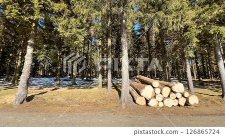A Serene and Tranquil Forest Landscape featuring Timber Logs and a Layer of Snow 126865724