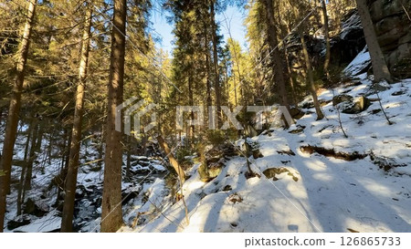 A Peaceful and Serene Winter Forest Pathway with SnowCovered Ground and Tall Trees Lo 126865733