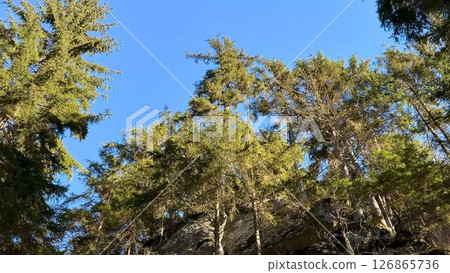 The Serene Forest Canopy Spreading Under a Clear Blue Sky, Inviting You to Explore Nature 126865736