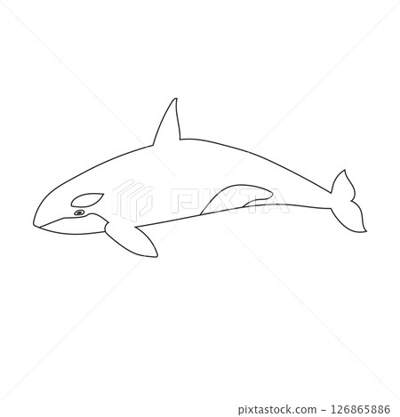 Vector flat hand drawn outline killer whale 126865886