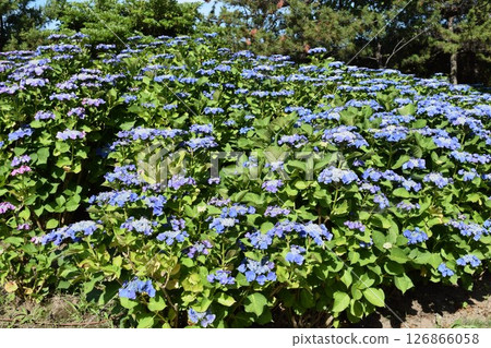 藍天（繡球花） 126866058