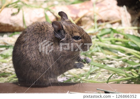 A zoo scene with a cute degu standing on its hind legs and eating leaves 126866352