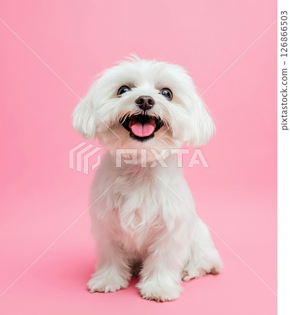 Maltese dog on pink background, cute white fluffy pet with happy smile and adorable expression 126866503