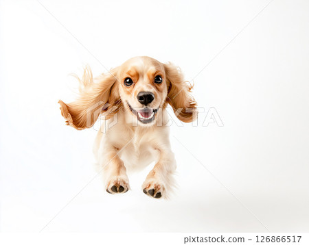 Cocker Spaniel dog with cute fur looking happy and energetic in an adorable and playful pose 126866517