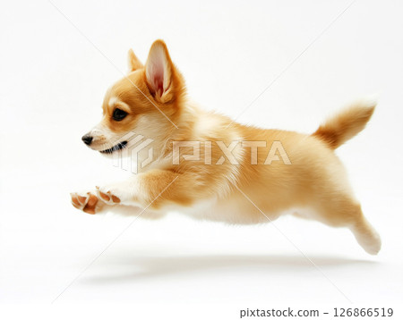 Corgi puppy dog cute animal pet playful furry adorable energetic fluffy small Corgi puppy dog cute animal pet playful furry adorable energetic fluffy small 126866519