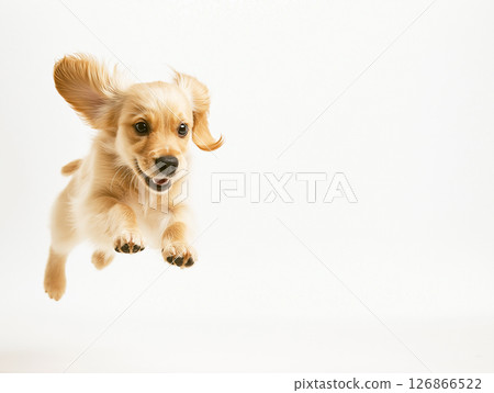 Happy Dachshund dog puppy jumping with playful, energetic expression, cute fur and blurred background 126866522