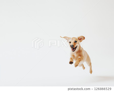 Chihuahua dog jumping happily, showcasing its energetic and playful nature indoors. Chihuahua dog jumping happily, showcasing its energetic and playful nature indoors. 126866529