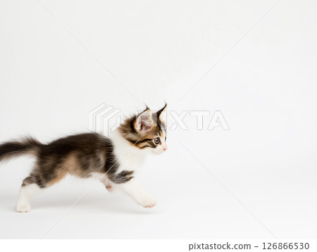 Adorable Maine Coon kitten playing, showcasing its cute and fluffy playful pet nature with furry paws. Adorable Maine Coon kitten playing, showcasing its cute and fluffy playful pet nature with furry paws. 126866530