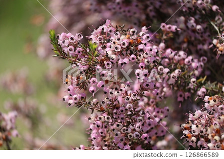 Landscape of a garden tree with small pink petals of Erica japonica in full bloom 126866589