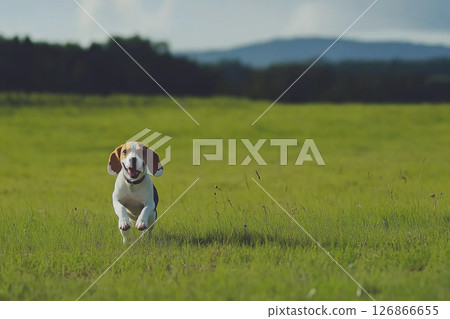 Beagle dog running in the grass field outdoors, enjoying nature and freedom with energy and joy Beagle dog running in the grass field outdoors, enjoying nature and freedom with energy and joy 126866655