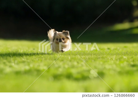 Pekingese dog puppy running on grass, cute and happy outdoors in nature 126866660