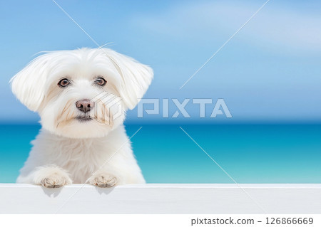 Maltese dog relaxing on a sunny beach with an ocean backdrop, cute and playful pet enjoying summer 126866669