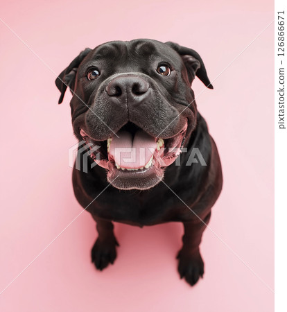 Happy Pitbull dog with a cute smile in a playful portrait, black and pink background 126866671