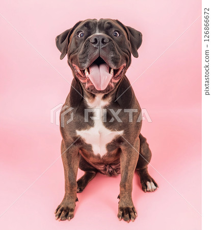 Boxer dog portrait with cute smile and pink background in playful studio pose 126866672