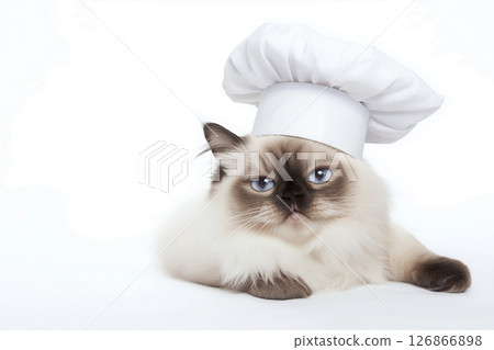 Adorable Himalayan cat with blue eyes posing as a chef in fluffy hat, cute domestic animal portrait Adorable Himalayan cat with blue eyes posing as a chef in fluffy hat, cute domestic animal portrait 126866898
