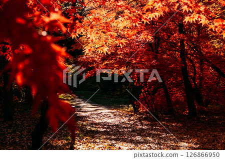 Sun-dappled forest path under a canopy of glowing red autumn leaves. Forest healing, slow living, mental health in nature, emotional grounding.. Sun-dappled forest path under a canopy of glowing red autumn leaves. Forest healing, slow living, mental health in nature, emotional grounding.. 126866950
