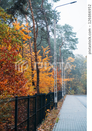 Paved sidewalk running alongside a vibrant autumn forest with tall trees and colorful leaves. Urban nature walk, seasonal transitions, quiet reflection, everyday mindfulness.. 126866952