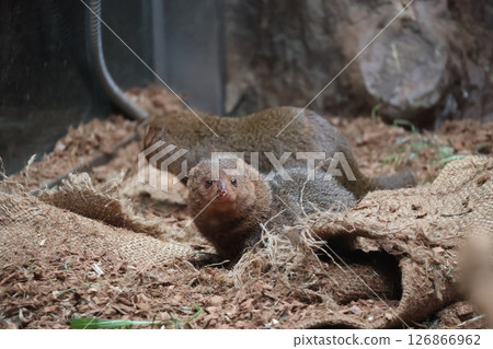 A scene of a pygmy mongoose looking at you in its enclosure at the zoo A scene of a pygmy mongoose looking at you in its enclosure at the zoo 126866962