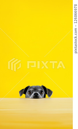 Cute Chihuahua peeking over wooden table with yellow background and adorable ears 126866978