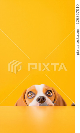 Adorable beagle puppy with cute ears and playful snout, ideal for pet and animal stock photos 126867010