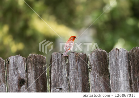 Male House Finch on Weathered Wooden Fence 126867015