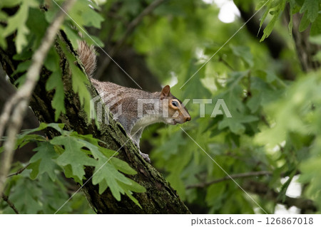 Eastern Gray Squirrel on Tree Branch in Summer Forest 126867018