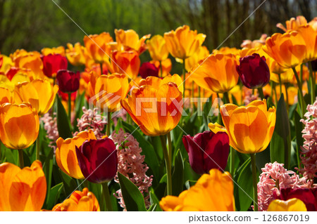 Field of Yellow and Red Tulips in Full Spring Bloom 126867019