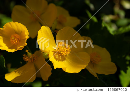 Golden Yellow Wildflowers Glowing in Soft Sunlight 126867020