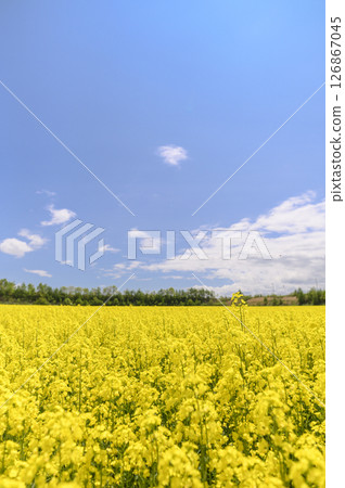 Rape flower field in full bloom 126867045