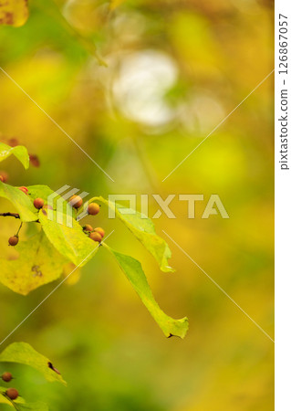 Autumn forest scenery 126867057