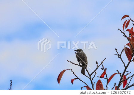 Autumn forest scenery A brown-eared bulbul perched on a tree branch with autumn leaves 126867072