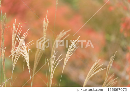 Autumn forest scenery: Autumn leaves and silver grass 126867073