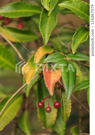 Autumn forest scenery: Red-stained manryo fruit 126867074