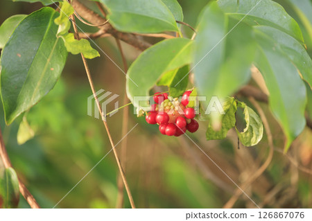 秋季森林風光：紅色藤果 126867076