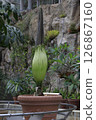 Titan arum is about to bloom 126867160
