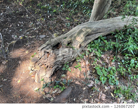 A rotten windthrow in the forest 126867207