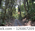 一條安靜的森林小徑 126867209