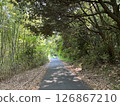 陽光透過樹林的森林道路 126867210