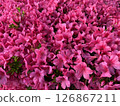 杜鵑花的花園 126867211