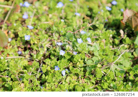 野花:婆婆納 野花:婆婆納 126867254